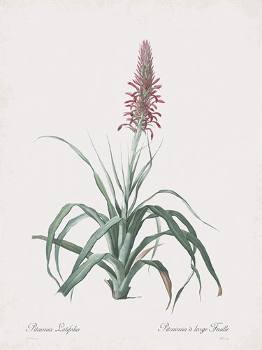 Pitcairnia Latifolia - Pierre Joseph Redoute