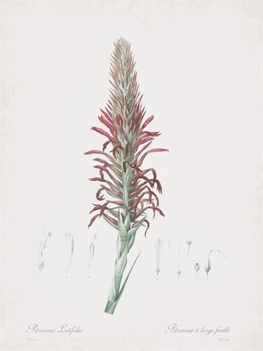 Pitcairnia Latifolia Flos - Pierre Joseph Redoute
