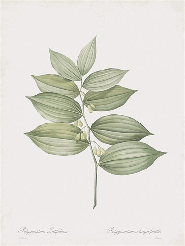 Polygonatum Latifolium - Pierre Joseph Redoute