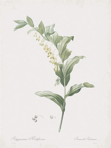 Polygonatum Multiflorum - Pierre Joseph Redoute