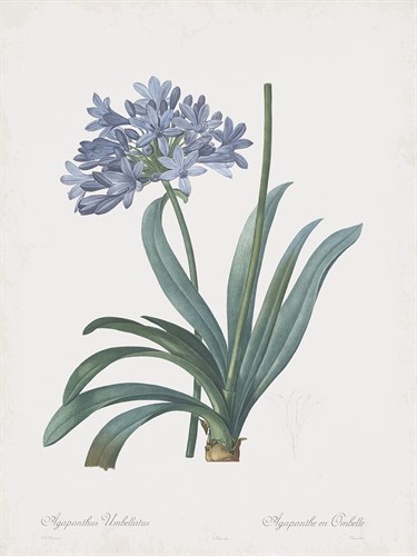 Agapanthus Africanus - Pierre Joseph Redoute