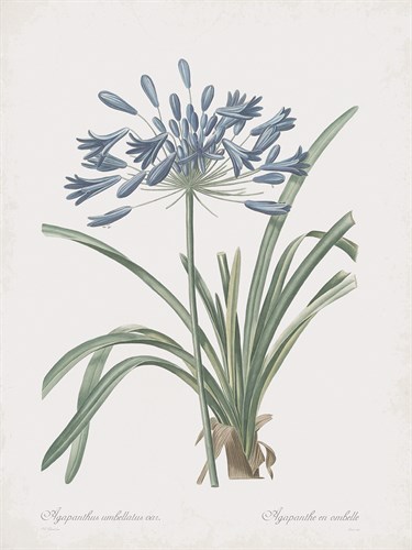Agapanthus Africanus Flos - Pierre Joseph Redoute