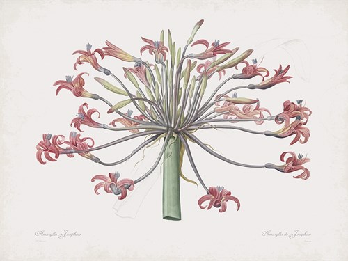 Amaryllis Josephine - Pierre Joseph Redoute
