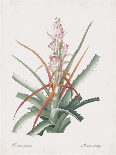 Bromelia Pinguin - Pierre Joseph Redoute