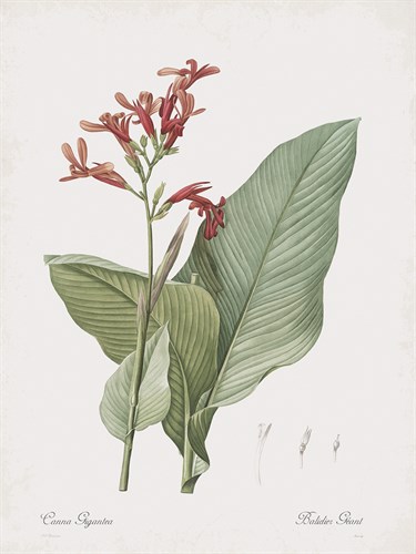 Canna Gigantea - Pierre Joseph Redoute