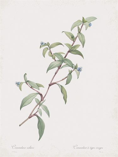 Commelina Rubens - Pierre Joseph Redoute