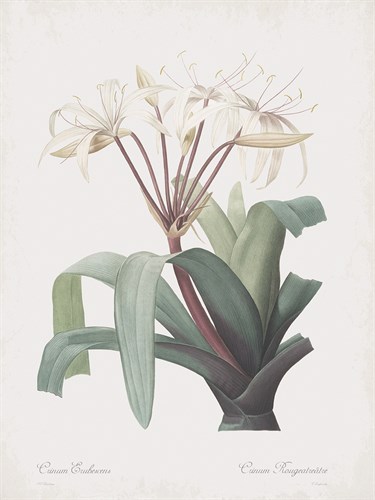 Crinum Erubescens - Pierre Joseph Redoute