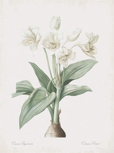 Crinum Giganteum - Pierre Joseph Redoute