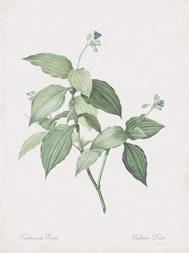 Tradescantia Erecta - Pierre Joseph Redoute