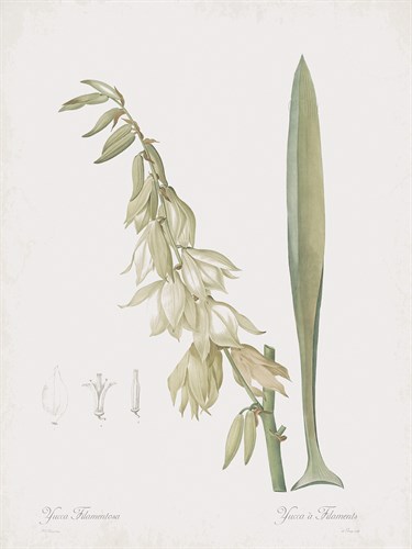 Yucca Filamentosa Flos - Pierre Joseph Redoute