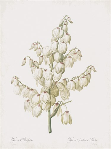 Yucca Gloriosa Flos - Pierre Joseph Redoute