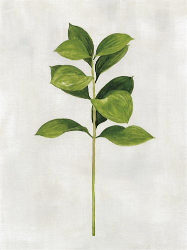 Botanical Set - Long Eucalyptus - Janie Howe