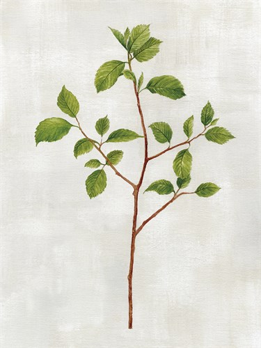 Botanical Set - Hazel - Janie Howe