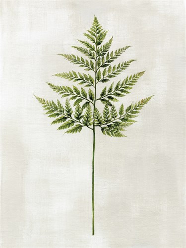 Botanical Set - Fern - Janie Howe