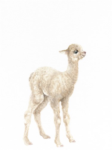 Alpaca Baby - Janie Howe