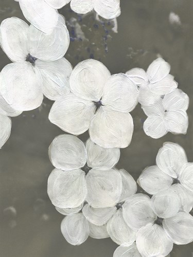 Spring Musings - Cascade - Belle Poesia
