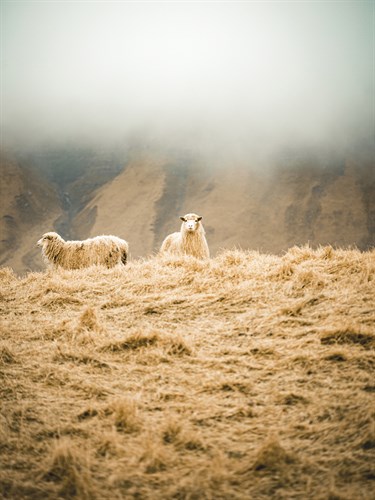 Sheep Duet - Florian Schleinig