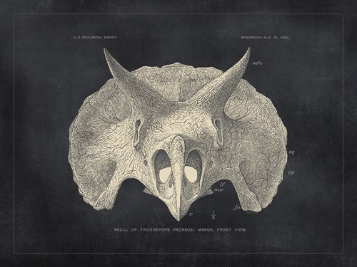 Paleontology - Cretaceous - The Vintage Collection