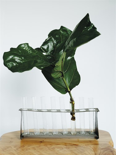 Propagation Flourish - Sarah Hart Morgan