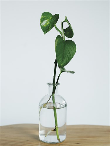 Propagation Thrive - Sarah Hart Morgan