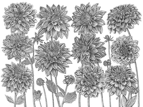Dahlia Study - Focus - Lucy Francis