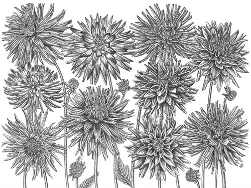 Dahlia Study - Detail - Lucy Francis