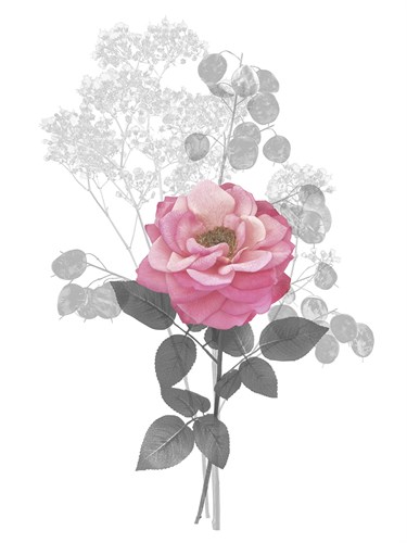 Floral Finds - Bloom - Collezione Botanica