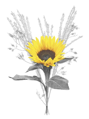 Floral Finds - Joy - Collezione Botanica