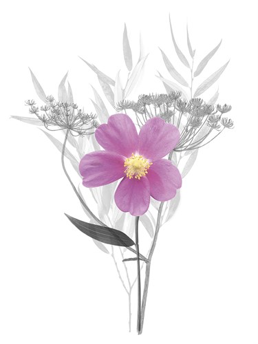 Floral Finds - Gentle - Collezione Botanica