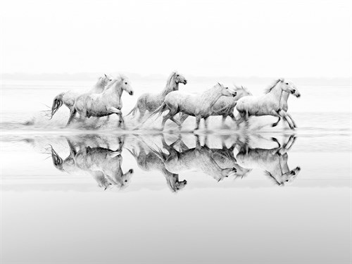Wild Freedom  - Tim Mannakee