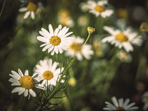 Daisy Days - Wild - Florian Schleinig