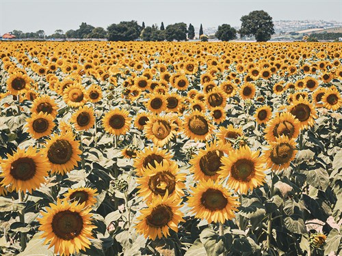Sunny Fields - Florian Schleinig