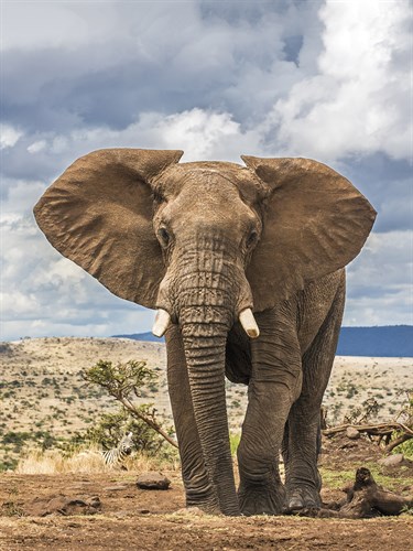 Grand Wisdom - Nigel Pavitt