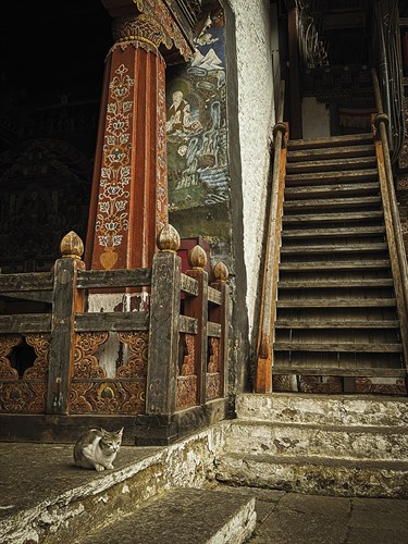 Feline Prayer - Andrew Geiger