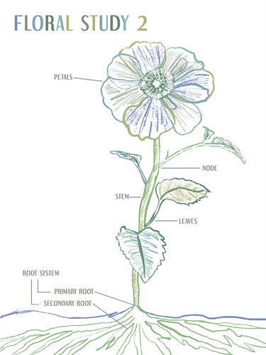 Floral Study II - Lisa McCandless