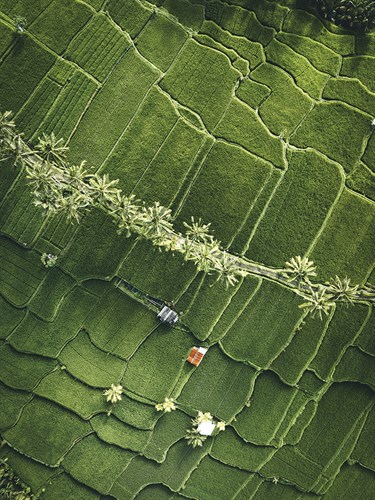 Aerial View - Fields - Joseph Eta