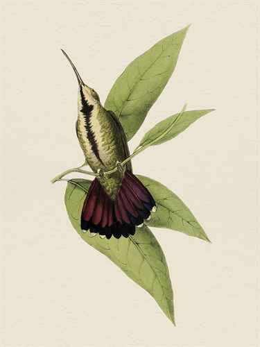 Tropical Birds - Perch - Maria Mendez