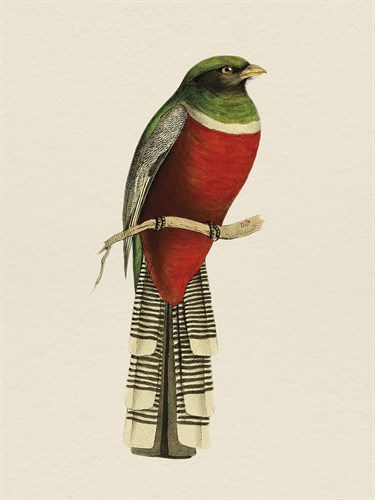 Tropical Birds - Green-Breasted - Maria Mendez
