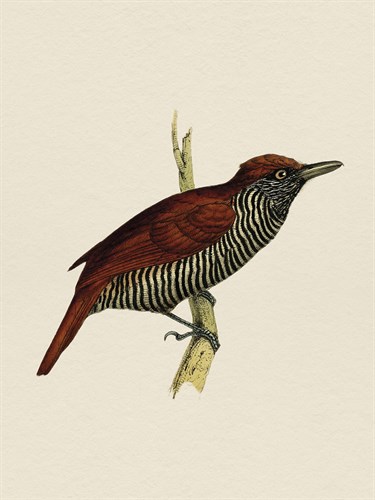 Tropical Birds - Bush-Shrike - Maria Mendez