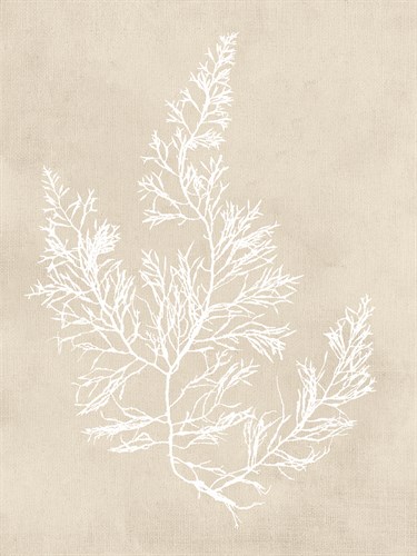 Cystoseira Faeniculacea - Fawn - Henry Bradbury