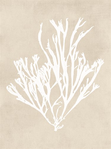 Gracilaria Multipartita - Fawn - Henry Bradbury