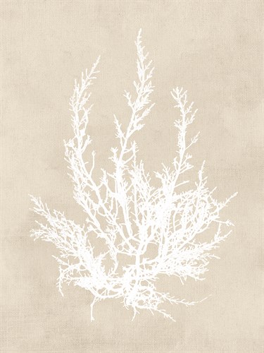 Cystoseira Ericoides - Fawn - Henry Bradbury