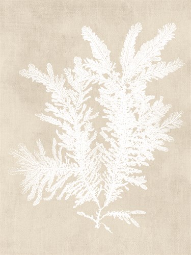 Ptilota Plumosa - Fawn - Henry Bradbury