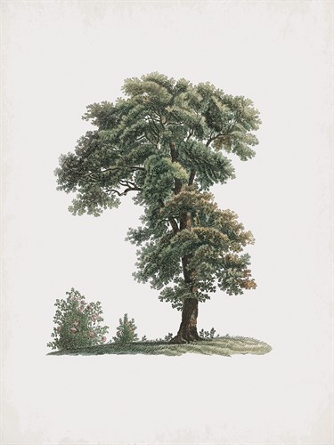 Magna Arbor - Pierre Joseph Redoute