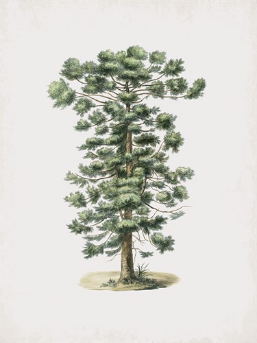 Araucaria Brasiliensis - Aylmer Bourke Lambert
