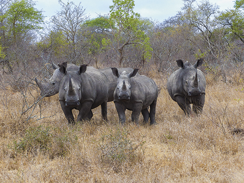 A Crash of Rhinos - Richard Palmer