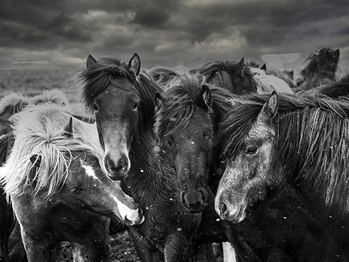 Horse Huddle - Bobbie Goodrich