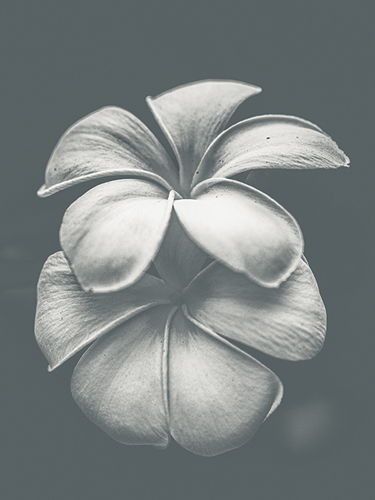 Floral Majesty - Posy - Florian Schleinig