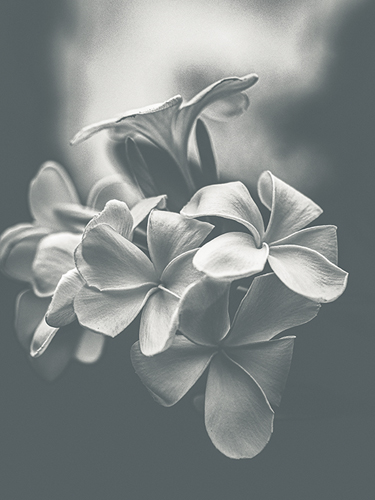 Floral Majesty - Corsage - Florian Schleinig