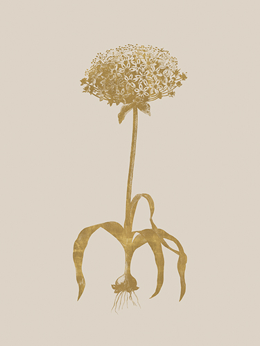 Allium Nigrum - Luxe - Pierre Joseph Redoute